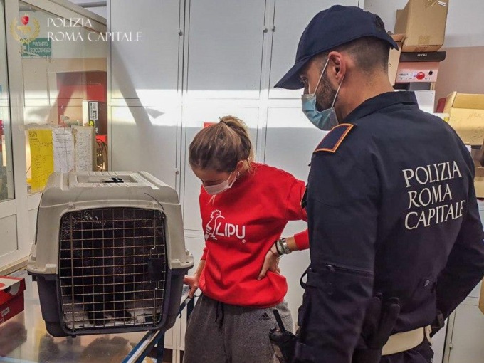 ROMA: ISTRICE NEL TRAFFICO SALVATO DALLA POLIZIA LOCALE