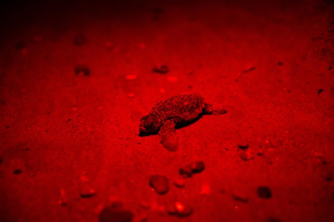 TERRACINA: LIDO SIRENELLA, NATE 35 TARTARUGHE (VIDEO)