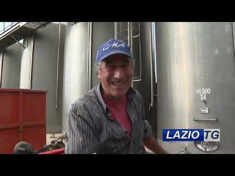 CASTELLI ROMANI: VENDEMMIA, PRIMO BILANCIO (video)