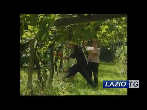 CORONAVIRUS: GREEN PASS NEI CAMPI, LE PROSPETTIVE