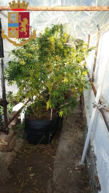 ROMA: SERRA DI MARIJUANA DIFESA DEI CANI (VIDEO)