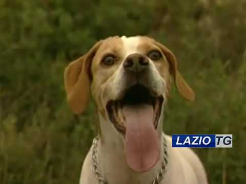 TOLFA: INCIDENTE DI CACCIA, UN MORTO