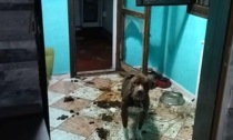 ROMA: CANE LEGATO AL TERMOSIFONE E SENZA CIBO