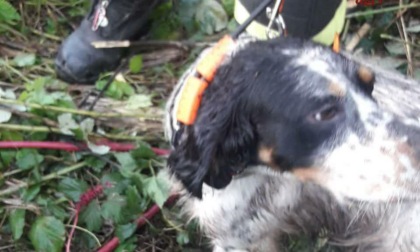 ROMA: SALVATI DUE CANI CADUTI IN UN POZZO