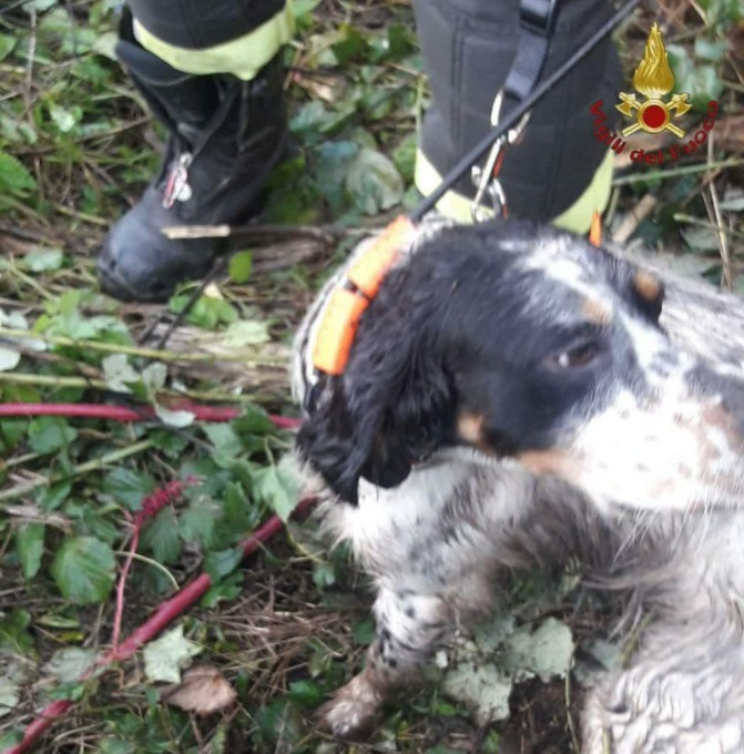 ROMA: SALVATI DUE CANI CADUTI IN UN POZZO