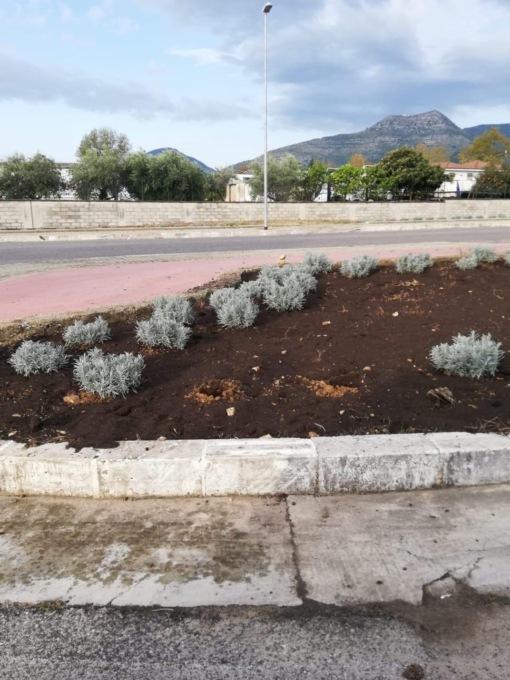 FONDI: RUBATI GLI ARBUSTI DEL PROGETTO OSSIGENO