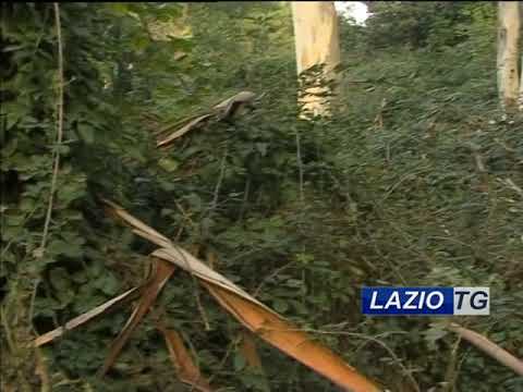 REGIONE: GIORNATA DELL’ALBERO, LE INIZIATIVE (VIDEO)