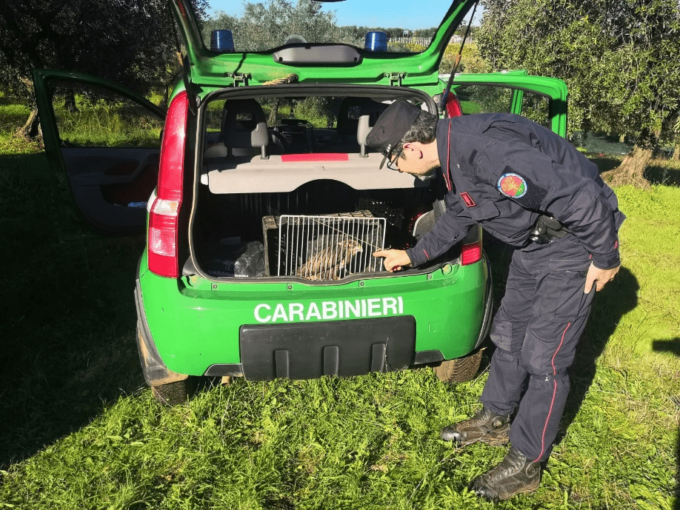 CORI: SALVATA UNA POIANA FERITA