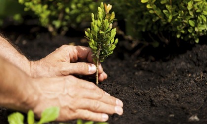 SABAUDIA: IL PROGETTO "UN ALBERO PER IL FUTURO" (VIDEO)