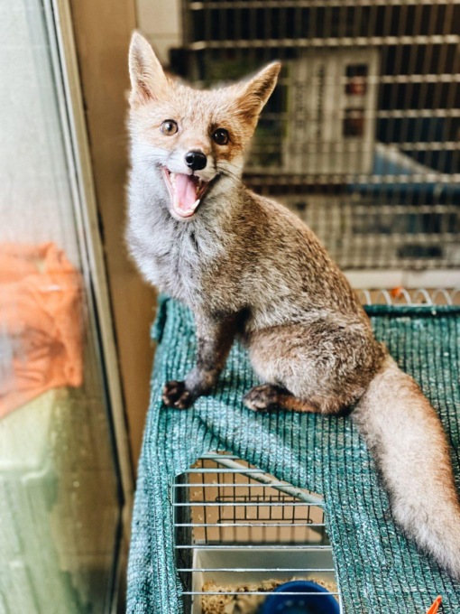ROMA: NUOVA VITA PER UN CUCCIOLO DI VOLPE