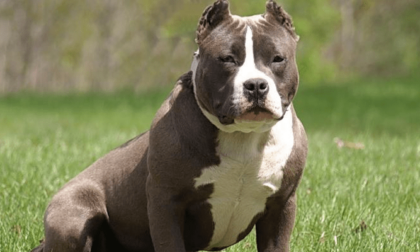 CISTERNA: PITBULL UCCIDE CAGNOLINO E FERISCE DUE DONNE