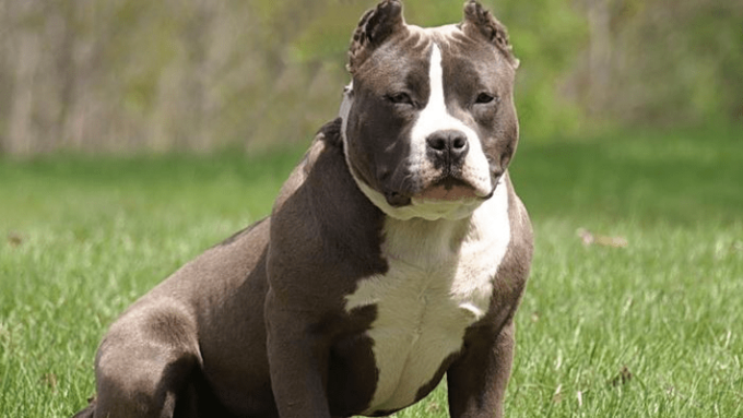 CISTERNA: PITBULL UCCIDE CAGNOLINO E FERISCE DUE DONNE