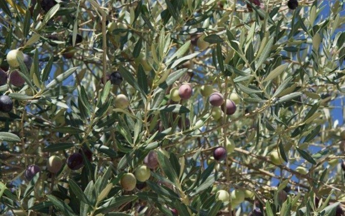 SORA: CADE DA ULIVO, PAURA PER UN SESSANTENNE