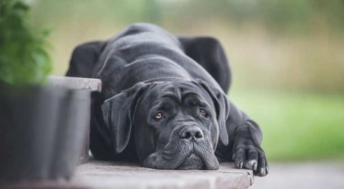 Quando un cane morde un bimbo dentro un recinzione, analisi sulle responsabilità