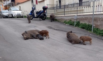ROMA: CINGHIALI ALLATTANO PER STRADA, IRONIA E PROTESTE