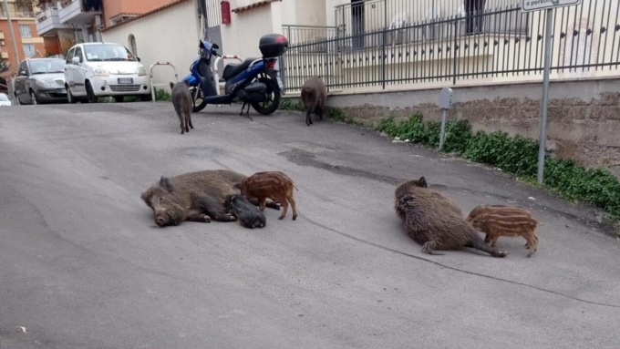 ROMA: CINGHIALI ALLATTANO PER STRADA, IRONIA E PROTESTE