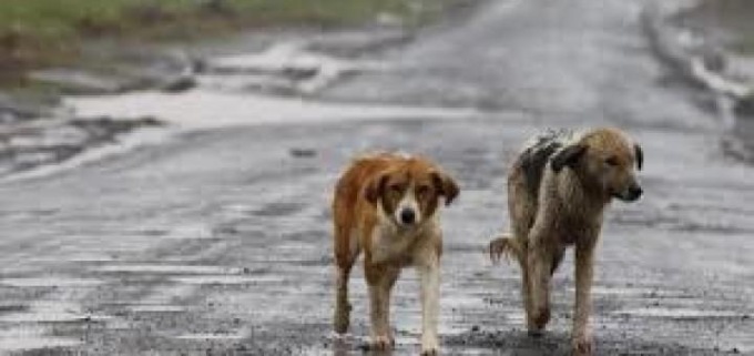 GAETA: “MICROCHIP DAY”, DOMENICA MATTINA IN PIAZZA DELLA LIBERTÀ