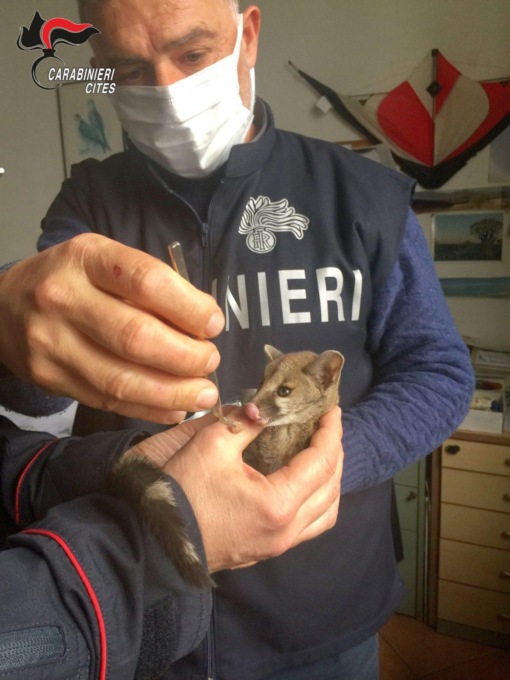 FIUMICINO: RECUPERATO UN CUCCIOLO DI “GENETTA PARDINA” NELL’AREA CARGO CITY