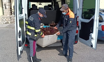 CASSINO: SEQUESTRATI RICCI DI MARE