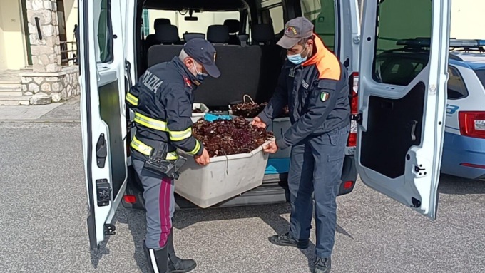 CASSINO: SEQUESTRATI RICCI DI MARE