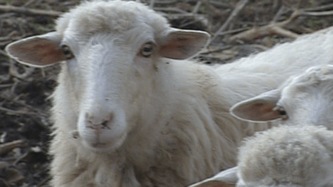 ECONOMIA: A PASQUA IN 4 TAVOLE SU 10 CARNE DI AGNELLO SALVA PASTORI