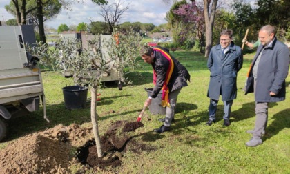 ROMA: PIANTATO UN ULIVO ALL'OSPEDALE PERTINI IN RICORDO DELLE VITTIME DEL COVID