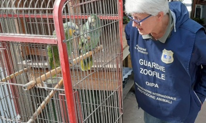 ROMA: SEQUESTRATI TRE PAPPAGALLI IN UN NEGOZIO