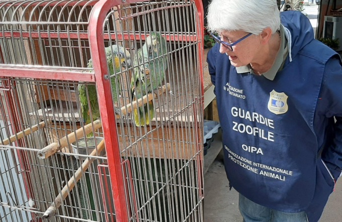 ROMA: SEQUESTRATI TRE PAPPAGALLI IN UN NEGOZIO