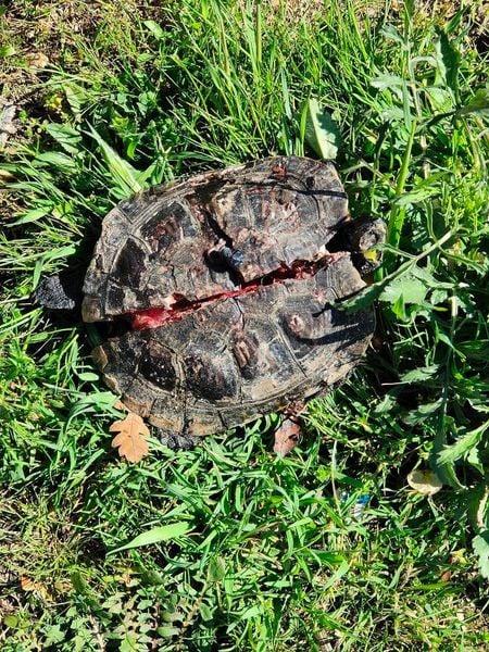 ROMA: STRAGE DI TARTARUGHE AL PARCO CALIMERA