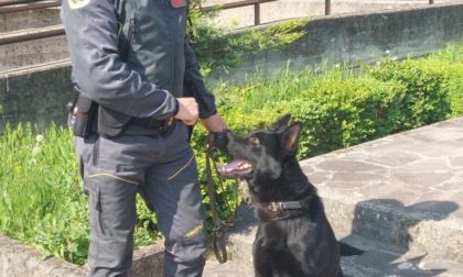 FORMIA: SI CHIAMA INDIO IL NUOVO CANE ANTIDROGA