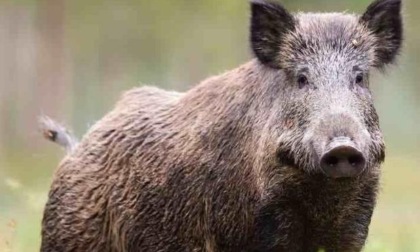 ROMA: PESTE SUINA, POLEMICHE SULL’ABBATTIMENTO