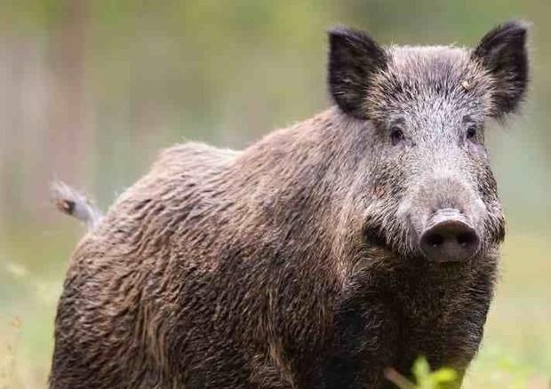 ROMA: PESTE SUINA, POLEMICHE SULL’ABBATTIMENTO
