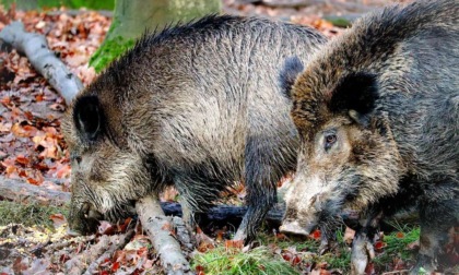 RIETI: PESTE SUINA, IPOTESI ZONA ROSSA