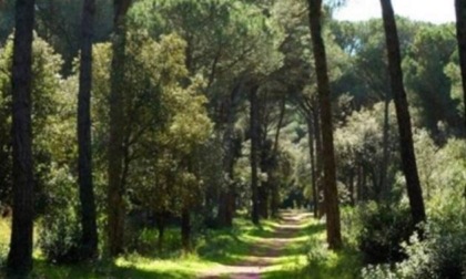 ROMA: INCENDIO NELLA PINETA DI CASTELFUSANO