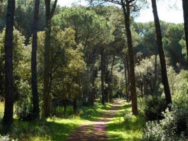 ROMA: INCENDIO NELLA PINETA DI CASTELFUSANO