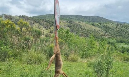 ROCCASECCA: VOLPE IMPICCATA SULLA PROVINCIALE, INDAGINI IN CORSO