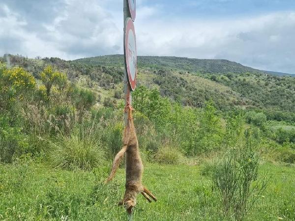 ROCCASECCA: VOLPE IMPICCATA SULLA PROVINCIALE, INDAGINI IN CORSO