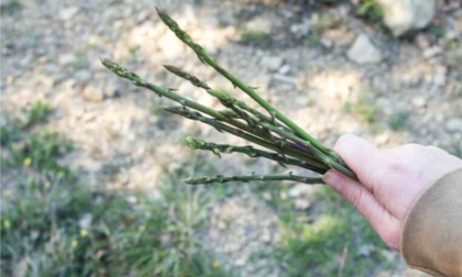 ALTIPIANI DI ARCINAZZO: MUORE MENTRE RACCOGLIE ASPARAGI