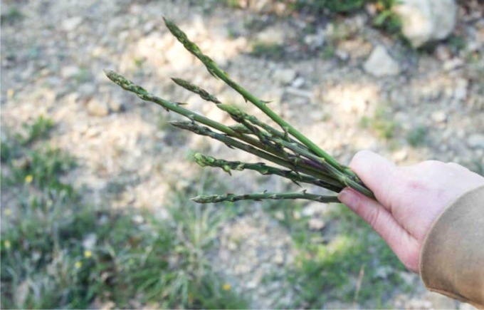 ALTIPIANI DI ARCINAZZO: MUORE MENTRE RACCOGLIE ASPARAGI