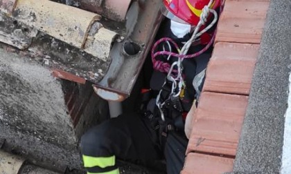 MOMPEO: BARBONCINO SALVATO DAI VIGILI DEL FUOCO