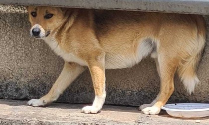 ROMA: TOR VERGATA, CANE SALVATO DALLA POLIZIA LOCALE