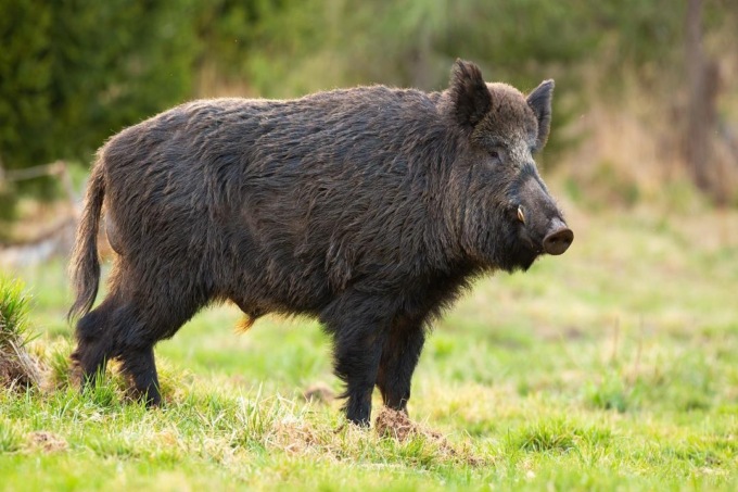 Cinghiale contro auto sulla Monti Lepini