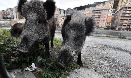 ROMA: CINGHIALI, AL VIA IL PIANO PER GLI ABBATTIMENTI