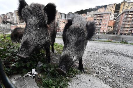 ROMA: CINGHIALI, AL VIA IL PIANO PER GLI ABBATTIMENTI