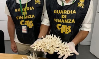 FIUMICINO: SEQUESTRATE SPECIE ANIMALI E VEGETALI IN ESTINZIONE