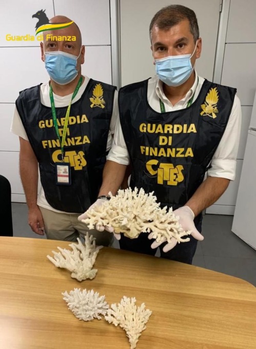 FIUMICINO: SEQUESTRATE SPECIE ANIMALI E VEGETALI IN ESTINZIONE