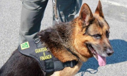 PONZA: GIRO DI DROGA, COINVOLTI ANCHE MINORI