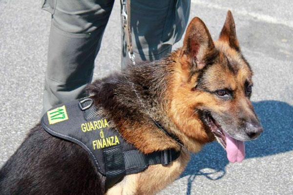 PONZA: GIRO DI DROGA, COINVOLTI ANCHE MINORI