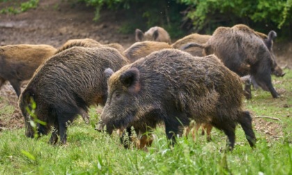 REGIONE: PESTE SUINA, PARTE LA CACCIA