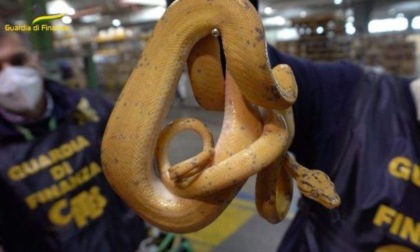 ROMA: MAXI SEQUESTRO DI SPECIE PROTETTE